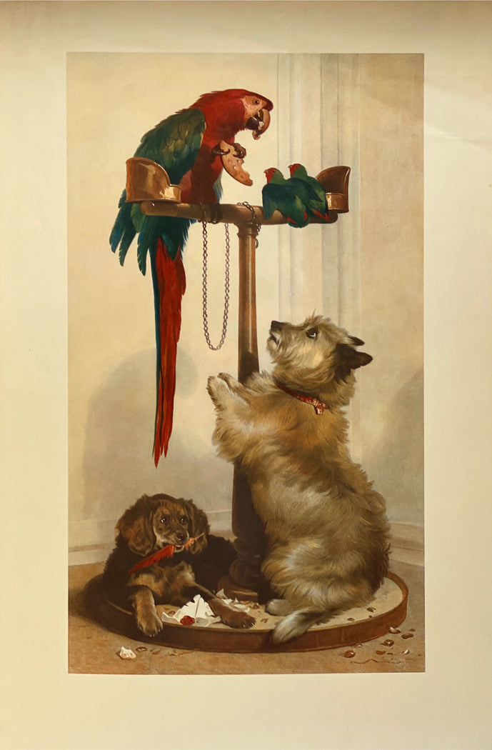 Parrot and Dogs